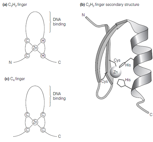 zinc-finger-regulation-of-transcription-by-rna-assignment-help